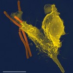 immune-system-closeup.jpg